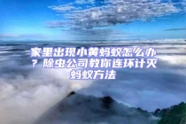 家里出现小黄蚂蚁怎么办？除虫公司教你连环计灭蚂蚁方法
