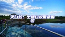 灭白蚁:土栖白蚁诱杀要领