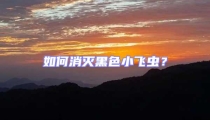 如何消灭黑色小飞虫？