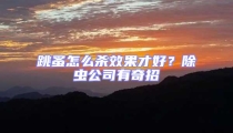 跳蚤怎么杀效果才好？除虫公司有奇招