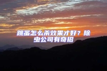 跳蚤怎么杀效果才好？除虫公司有奇招