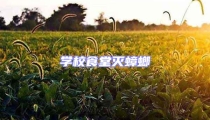 学校食堂灭蟑螂