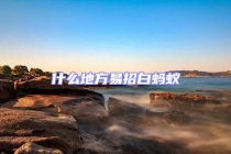 什么地方易招白蚂蚁