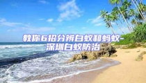 教你6招分辨白蚁和蚂蚁-深圳白蚁防治
