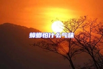 蟑螂怕什么气味