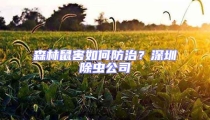森林鼠害如何防治？深圳除虫公司