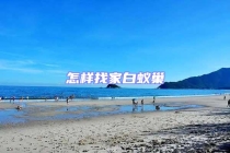 怎样找家白蚁巢