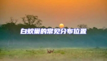 白蚁巢的常见分布位置