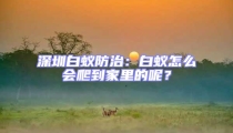 深圳白蚁防治:白蚁怎么会爬到家里的呢?