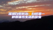 深圳白蚁防治：白蚁是一种群体性生活的昆虫