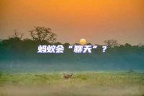 蚂蚁会“聊天”？