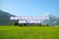 潮湿闷热的天气 白蚁大规模入侵民宅