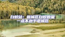 白蚁站：新城区白蚁数量一点不逊于老城区