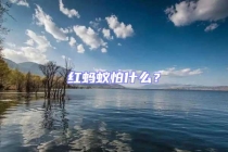 红蚂蚁怕什么？