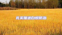 扎实推进白蚁防治