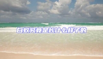白蚁究竟是长什么样子的
