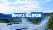 香樟树上飞出白蚁来