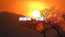 蟑螂叫”小强”