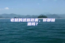 老鼠的这些危害，你都知道吗？