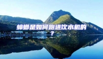 蟑螂是如何跑进饮水机的？