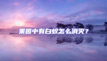果园中有白蚁怎么消灭？