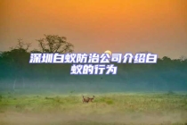 深圳白蚁防治公司介绍白蚁的行为