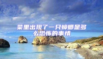 菜里出现了一只蟑螂是多么恐怖的事情