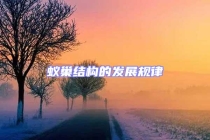 蚁巢结构的发展规律