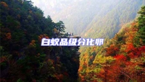 白蚁品级分化卵