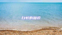 白蚁的知识