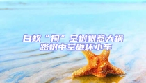白蚁“掏”空树根惹大祸 路树中空砸坏小车