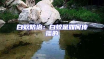 白蚁防治：白蚁是如何传播的