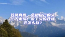 苍蝇真狠，会把自己的头拧下来玩！没了头的苍蝇会怎么样？