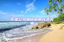 灭虫公司如何利用光诱灭蝇