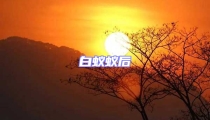 白蚁蚁后