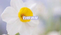 白蚁消除