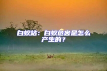 白蚁站：白蚁危害是怎么产生的？