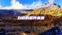 白蚁的营养来源
