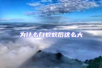 为什么白蚁蚁后这么大