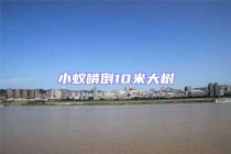 小蚁啃倒10米大树