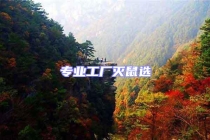 专业工厂灭鼠选