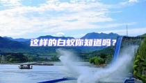 这样的白蚁你知道吗?