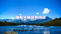 黑胸大蠊及其特点