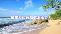 家里发现有白蚁怎么办?