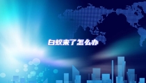 白蚁来了怎么办