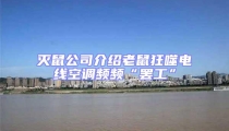 灭鼠公司介绍老鼠狂噬电线空调频频“罢工”