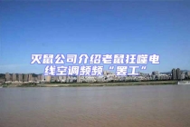 灭鼠公司介绍老鼠狂噬电线空调频频“罢工”