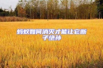 蚂蚁如何消灭才能让它断子绝孙