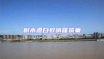 树木遭白蚁啃噬筑巢