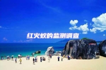红火蚁的监测调查